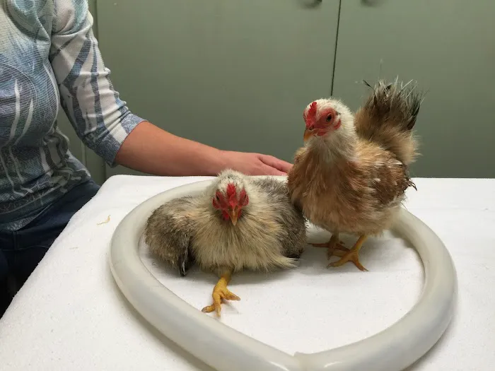 Integrative Veterinary Services of Missouri Picture 4