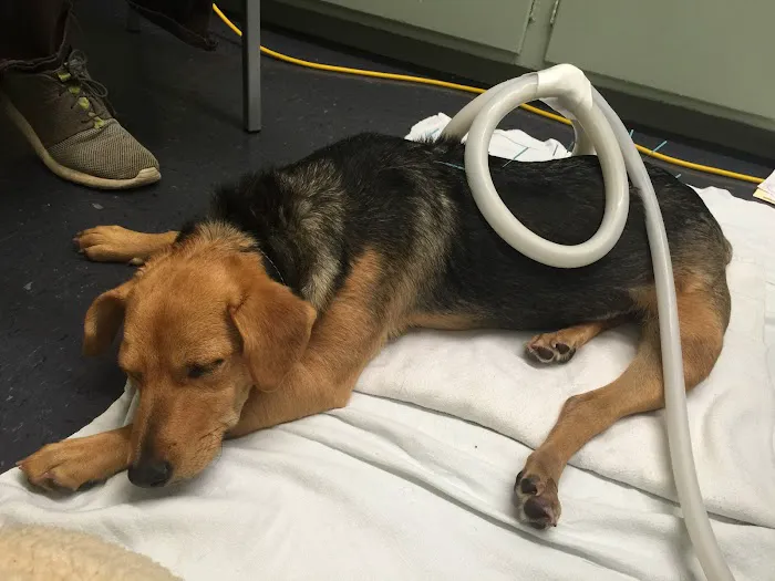 Integrative Veterinary Services of Missouri Picture 7