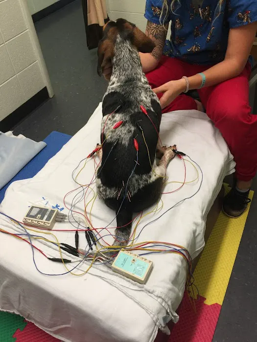 Integrative Veterinary Services of Missouri Picture 9