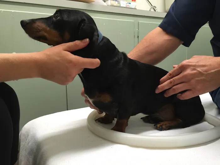 Integrative Veterinary Services of Missouri Picture 5