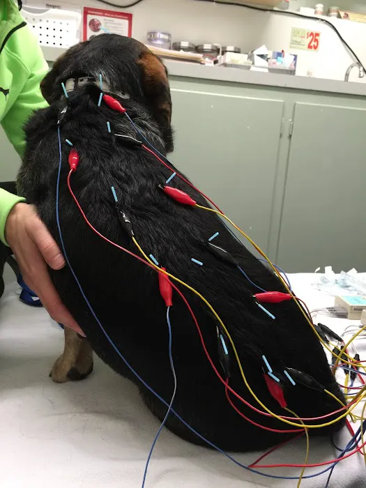 Integrative Veterinary Services of Missouri Picture 10