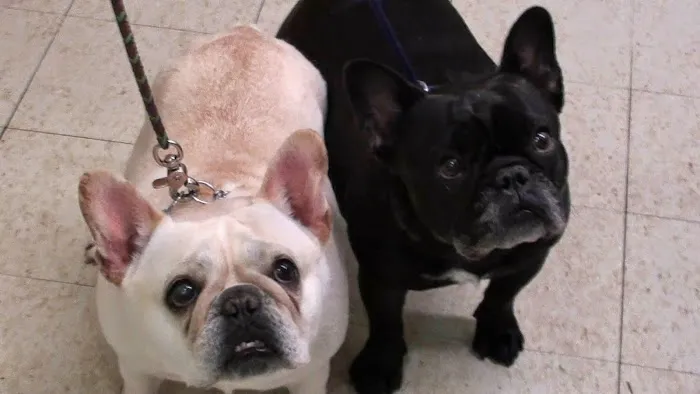 Angel Animal Hospital Picture 1