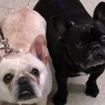 Angel Animal Hospital