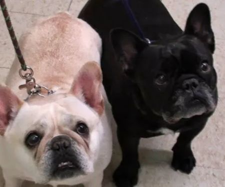 Angel Animal Hospital