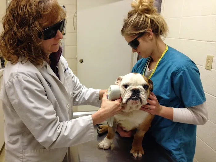 Angel Animal Hospital Picture 2