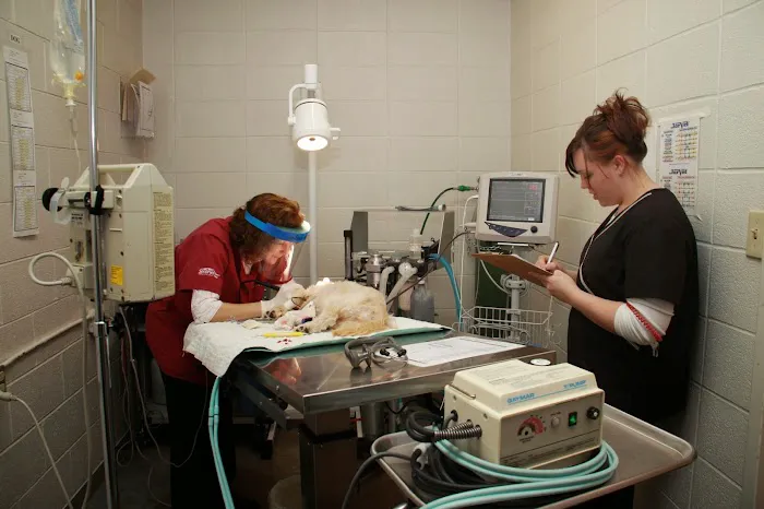 Angel Animal Hospital Picture 3