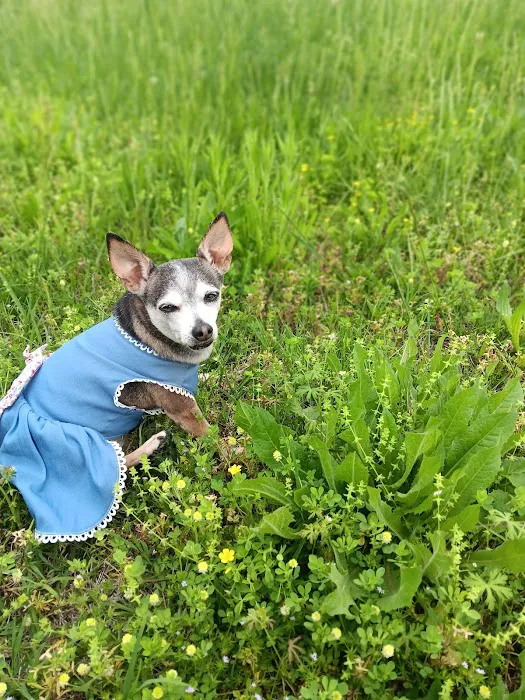 Angel Animal Hospital Picture 6