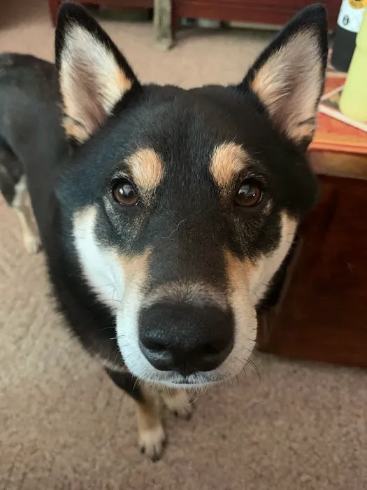 Angel Animal Hospital Picture 4