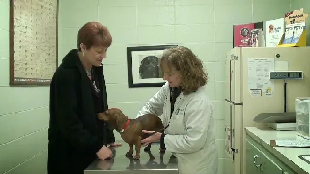 Angel Animal Hospital Picture 5