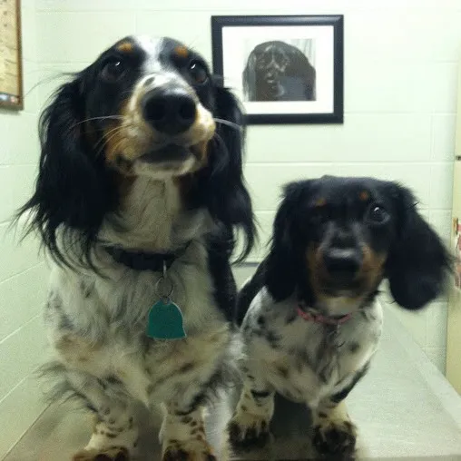 Angel Animal Hospital Picture 7