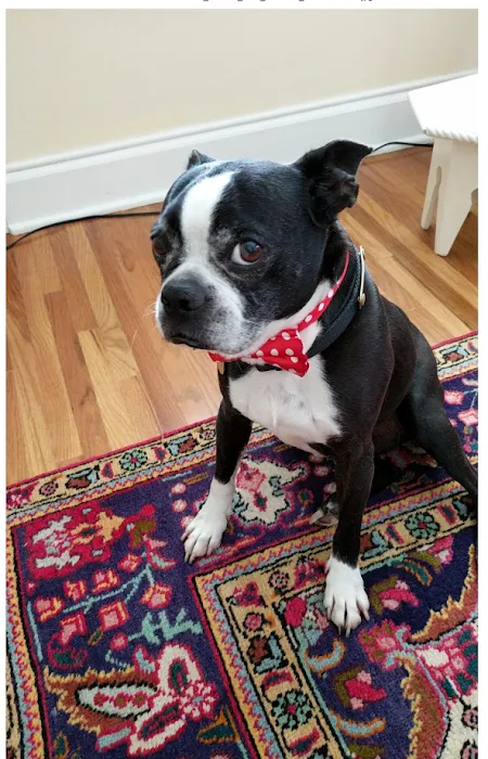 Angel Animal Hospital Picture 9