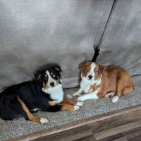 Nevada Veterinary Clinic ico