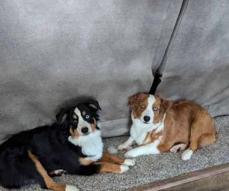 Nevada Veterinary Clinic