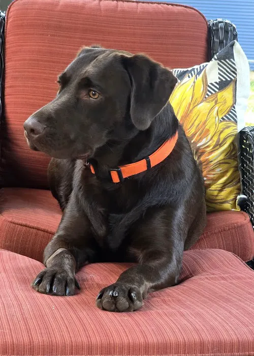 Nevada Veterinary Clinic Picture 3