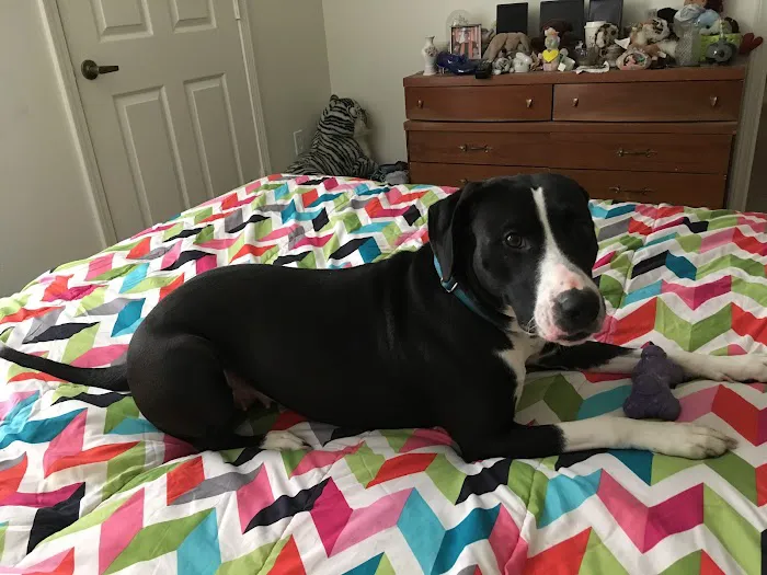 Nevada Veterinary Clinic Picture 7