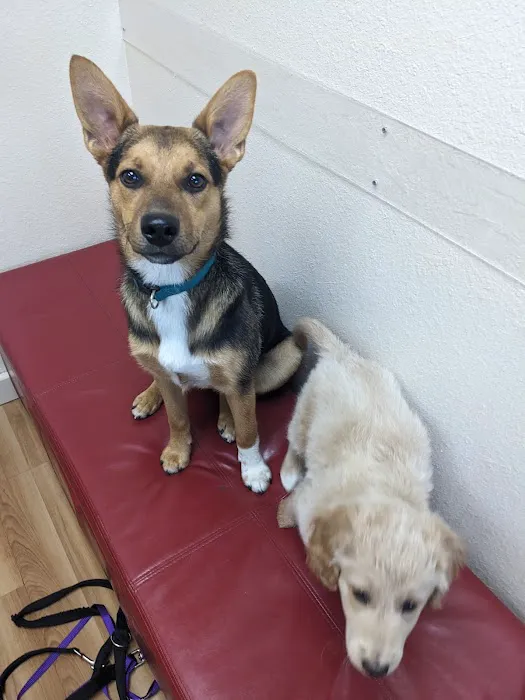 South Shore Animal Hospital Picture 1