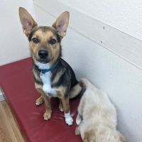 South Shore Animal Hospital ico