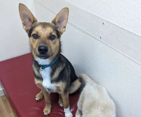 South Shore Animal Hospital