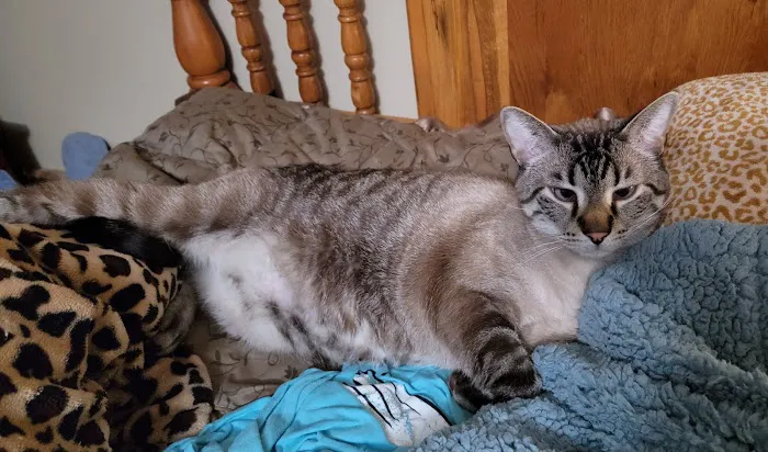 South Shore Animal Hospital Picture 4