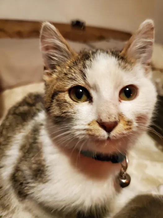 South Shore Animal Hospital Picture 3