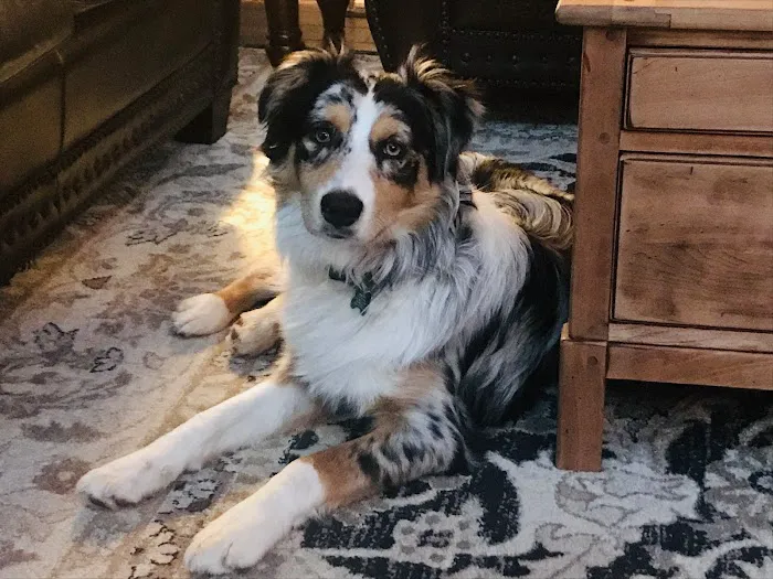 South Shore Animal Hospital Picture 6