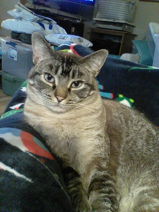 South Shore Animal Hospital Picture 5