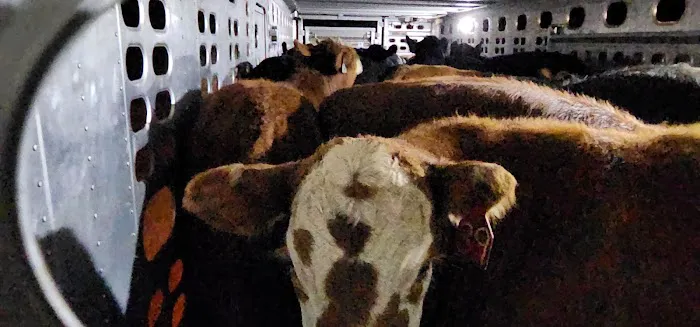 Gage Valley Vet Clinic Picture 1