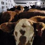 Gage Valley Vet Clinic