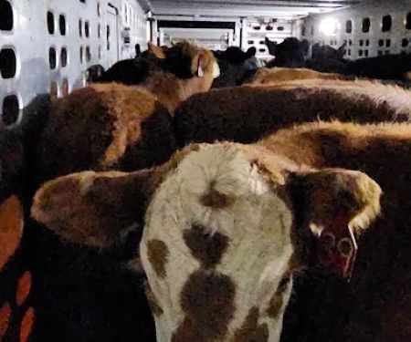 Gage Valley Vet Clinic