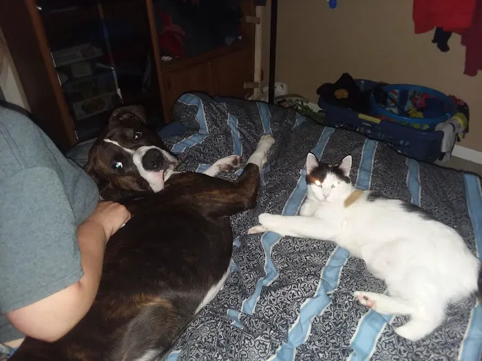 St Paul Veterinary Clinic Picture 1