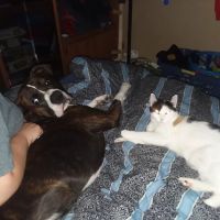 St Paul Veterinary Clinic ico