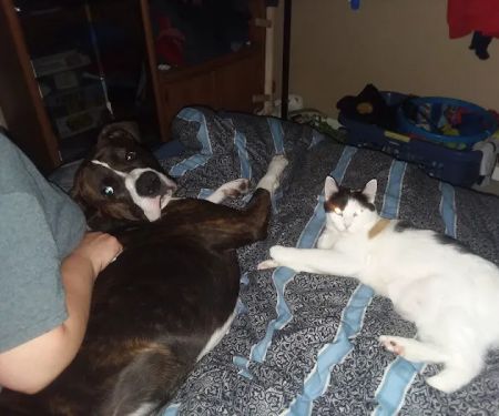 St Paul Veterinary Clinic