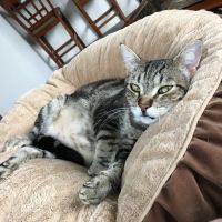 Parks Veterinary ico