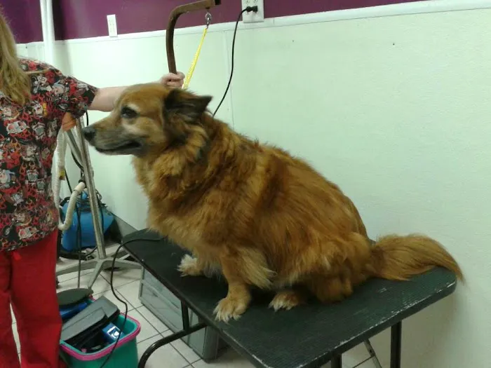 Pet Hospital Picture 1