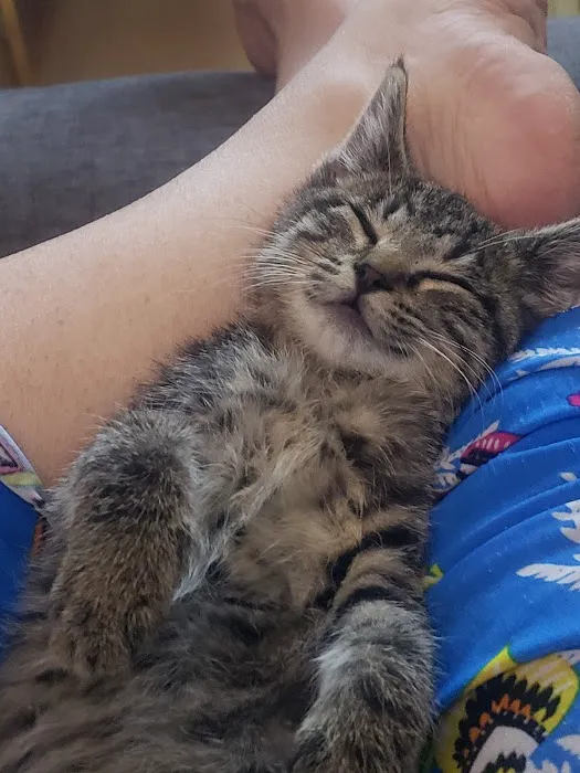 Pet Hospital Picture 3