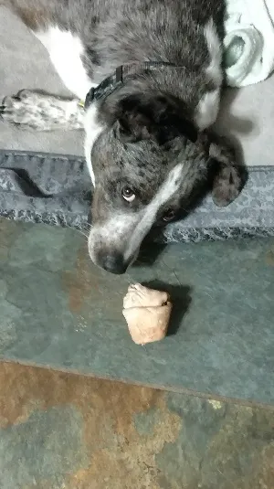 Grand Island Veterinary Hospital Picture 5