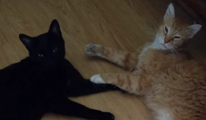 Grand Island Veterinary Hospital Picture 2