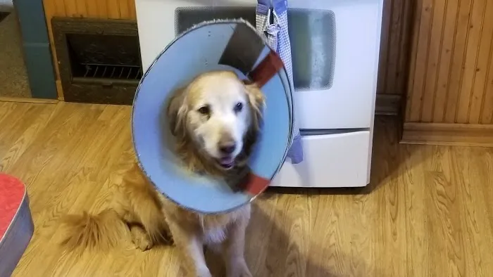 Grand Island Veterinary Hospital Picture 1