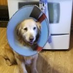 Grand Island Veterinary Hospital