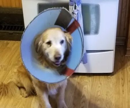 Grand Island Veterinary Hospital