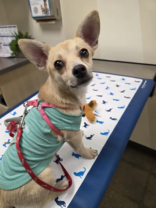 Vetco Vaccination Clinic Picture 1