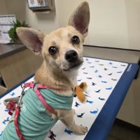 Vetco Vaccination Clinic ico