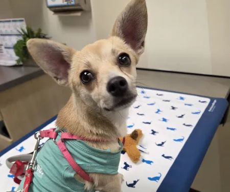 Vetco Vaccination Clinic