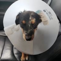 Family Pet Clinic ico