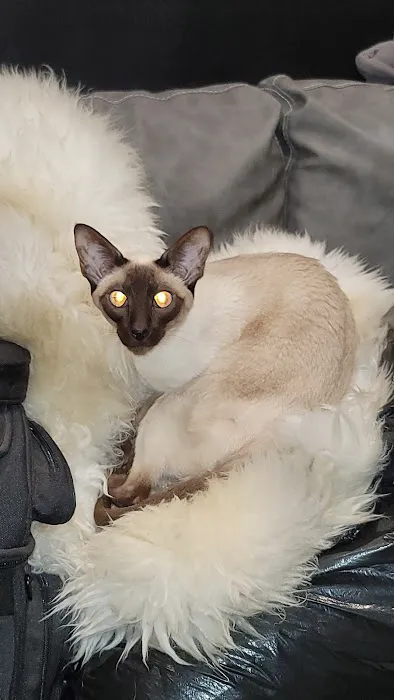 Family Pet Clinic Picture 6