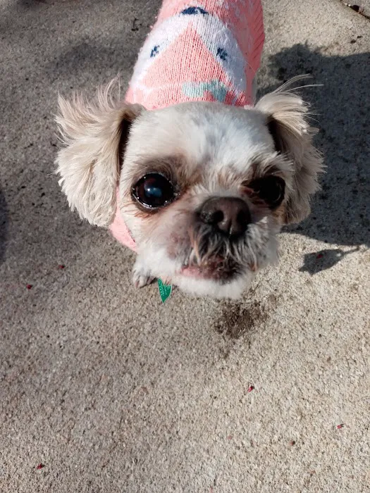 York Animal Clinic Picture 5