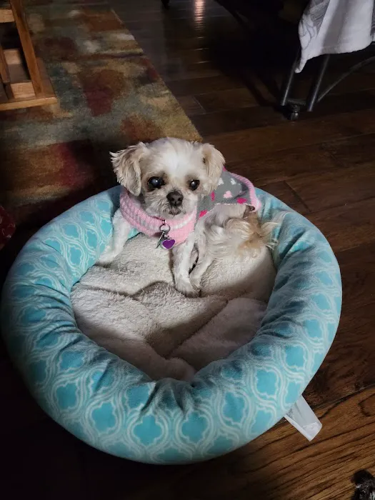 York Animal Clinic Picture 4