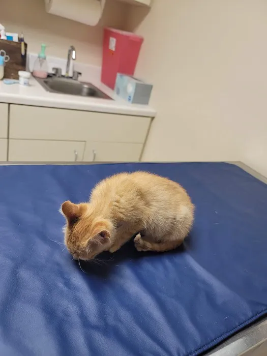 York Animal Clinic Picture 1