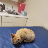 York Animal Clinic ico