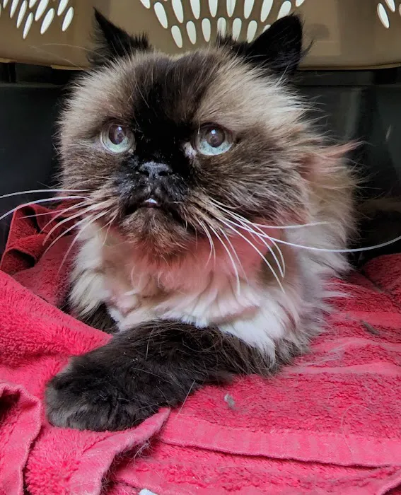 York Animal Clinic Picture 2